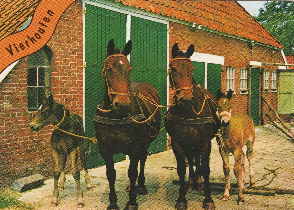 VIERHOUTEN Paarden met Veulens, Verzenden, 1980 tot heden, Gelopen, Gelderland