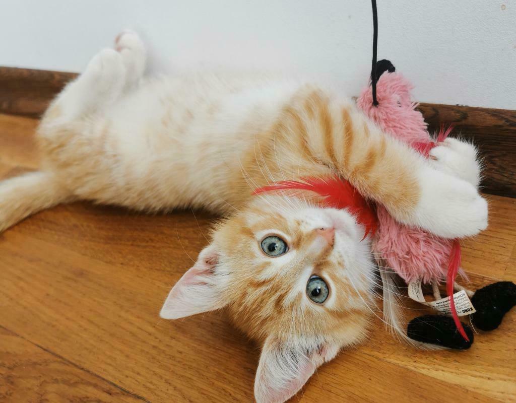 Kittens, Dieren en Toebehoren, Meerdere dieren, Kortharig, 0 tot 2 jaar