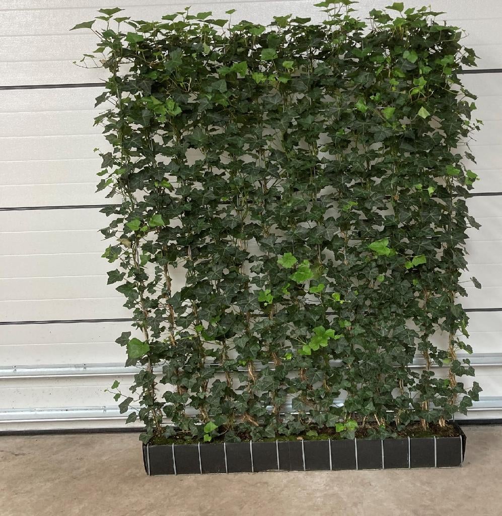 Kant en klaar haag - Hedera rekken - Hedera scherm - Groen, Vaste plant, Ophalen of Verzenden, Bloeit niet, Halfschaduw