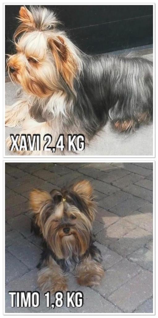2 Kleine Yorkshire Terriër dekreutje .  1 met fci stamboom, Dieren en Toebehoren, Honden | Jack Russells en Terriërs, Yorkshire Terriër