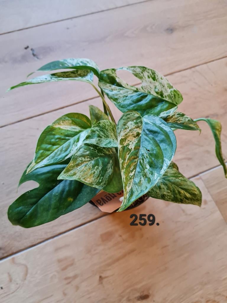 Epipremnum pinnatum variegata - 20 cm, Huis en Inrichting, Kamerplanten, Overige soorten, Minder dan 100 cm, Ophalen of Verzenden