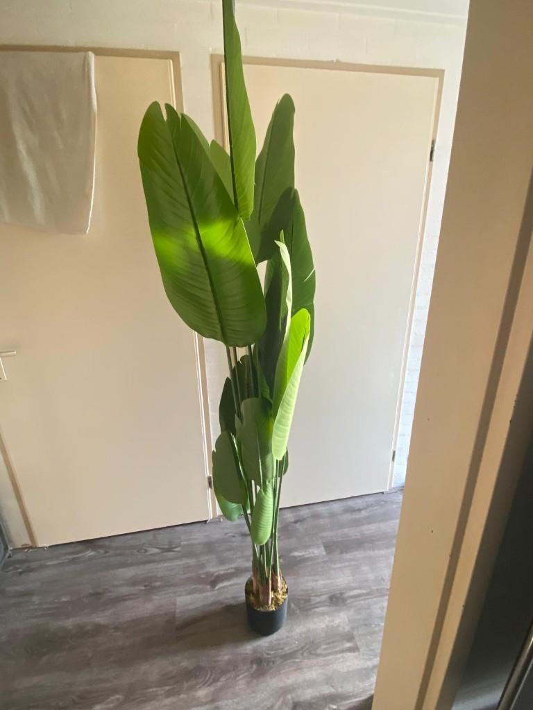 Strelitzia Kunstplant 180 cm - Zeer realistisch, Ophalen, Zo goed als nieuw, Binnen