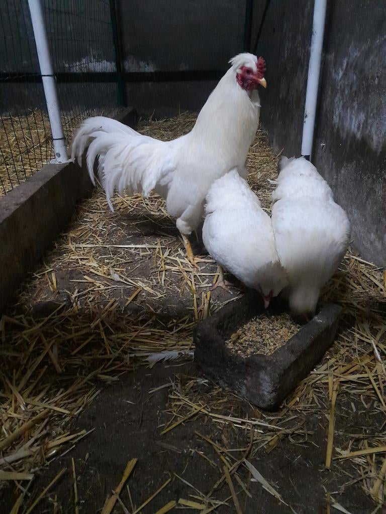 Broedeieren Schijndelaar, Geslacht onbekend, Kip
