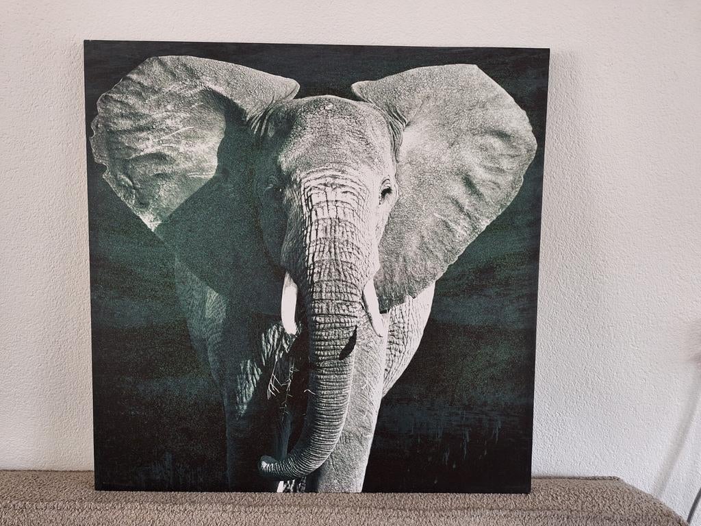 Olifant foto/schilderij 80x80 cm, Huis en Inrichting, Woonaccessoires | Schilderijen, Tekeningen en Foto's, Ophalen, 75 tot 100 cm