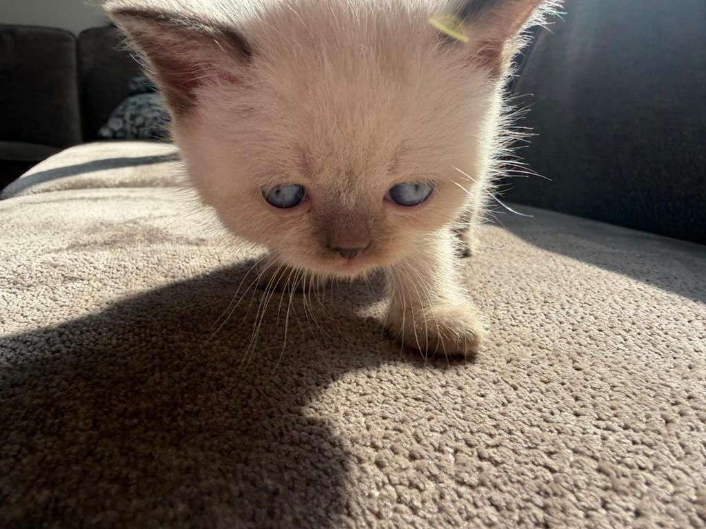 ** Chocolate/Cinnamon/Point/Lilac Britse Korthaar Kittens **, Meerdere dieren