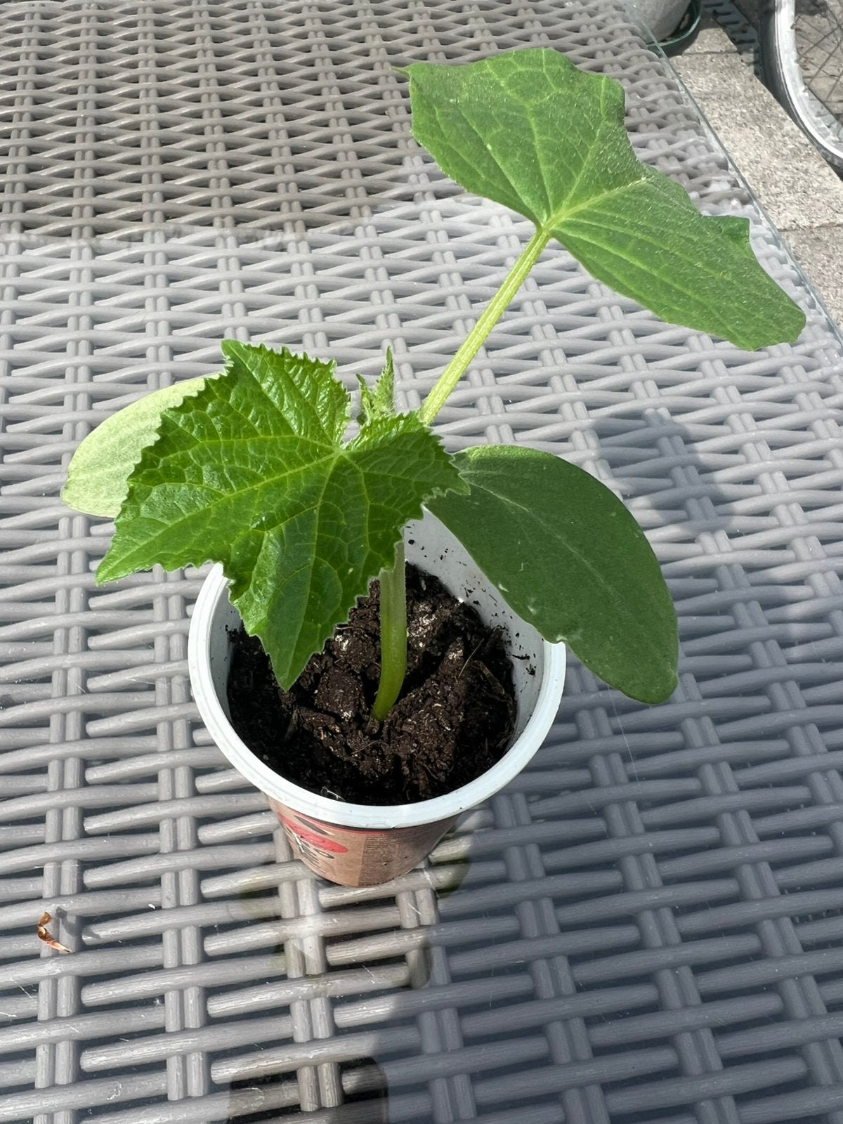 Komkommers plant, Tuin en Terras, Ophalen of Verzenden, Overige soorten, Volle zon
