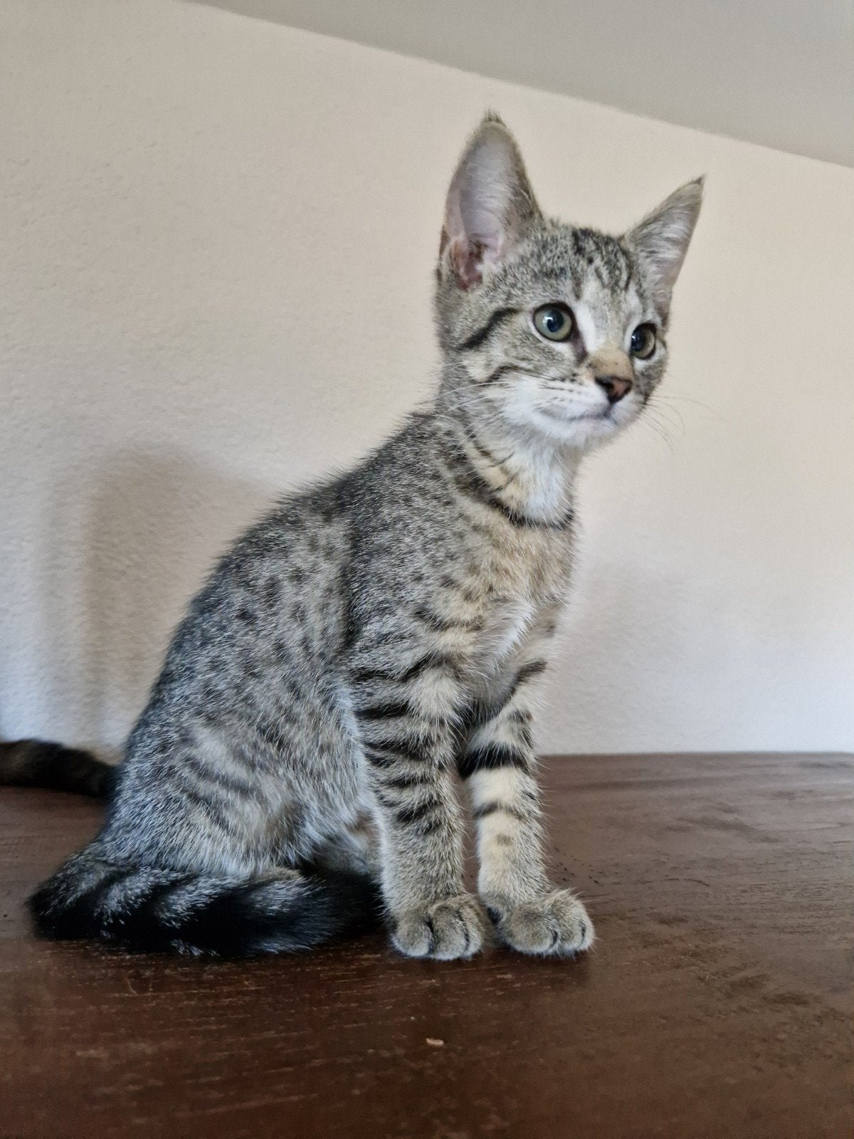 kitten, Meerdere dieren
