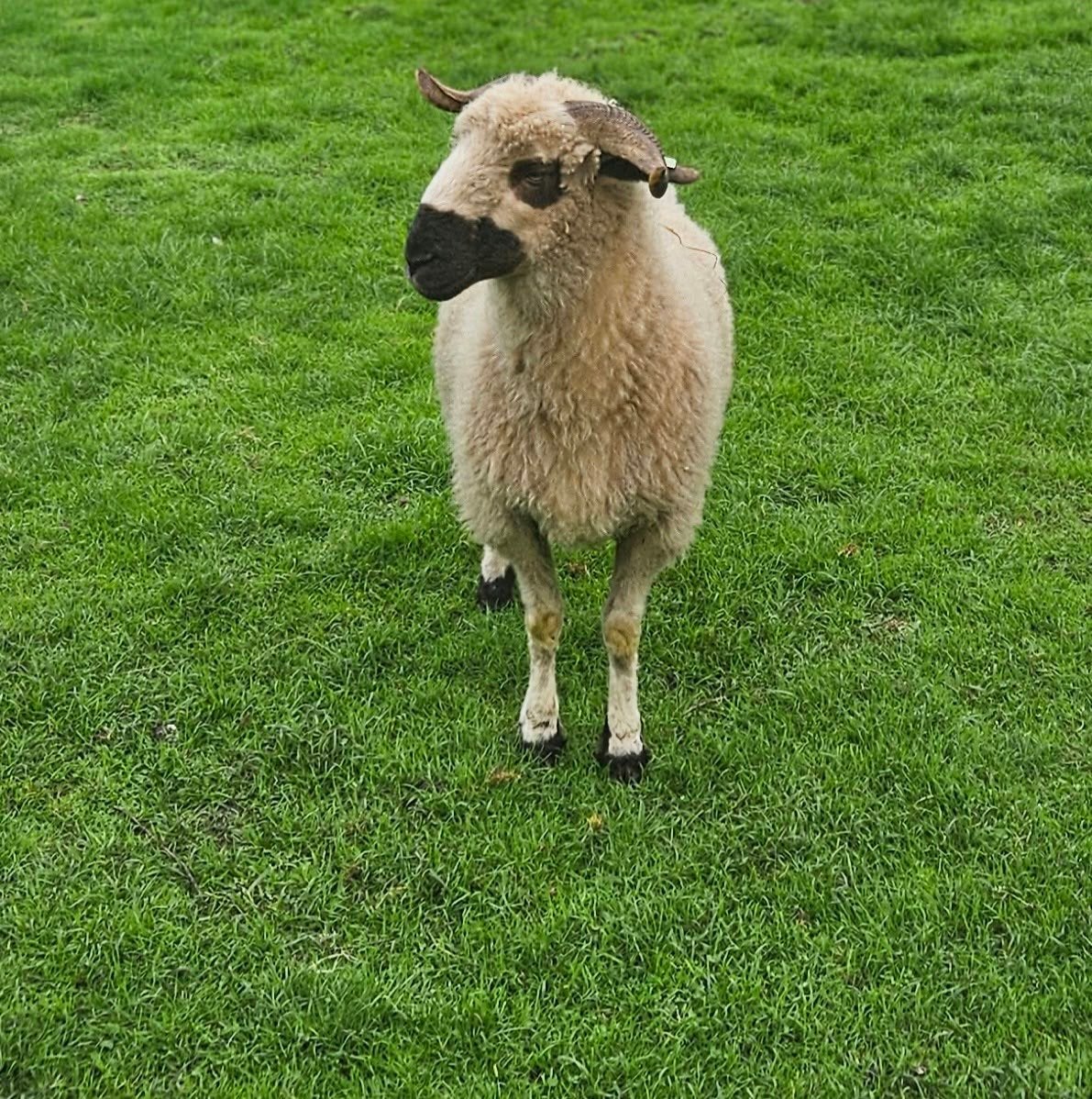 Schapen (Wallischer-Scharzenase), Vrouwelijk, Schaap, 3 tot 5 jaar