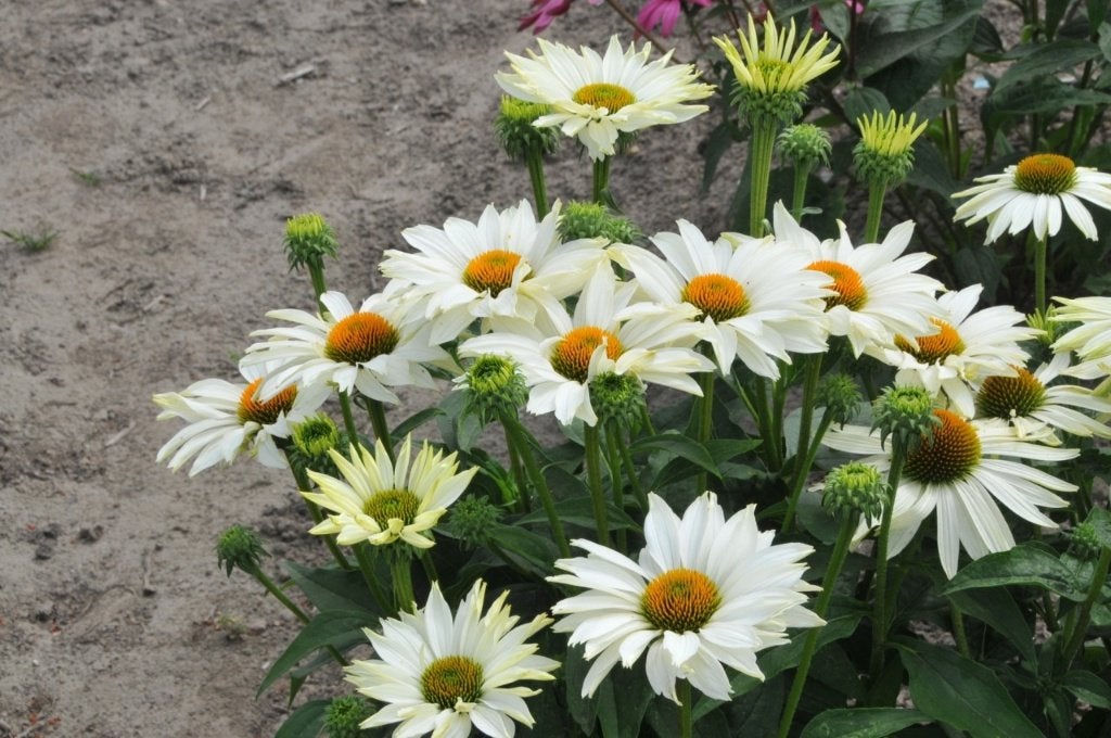 Zaden Echinacea Ivo's poem, Tuin en Terras, Ophalen of Verzenden, Volle zon