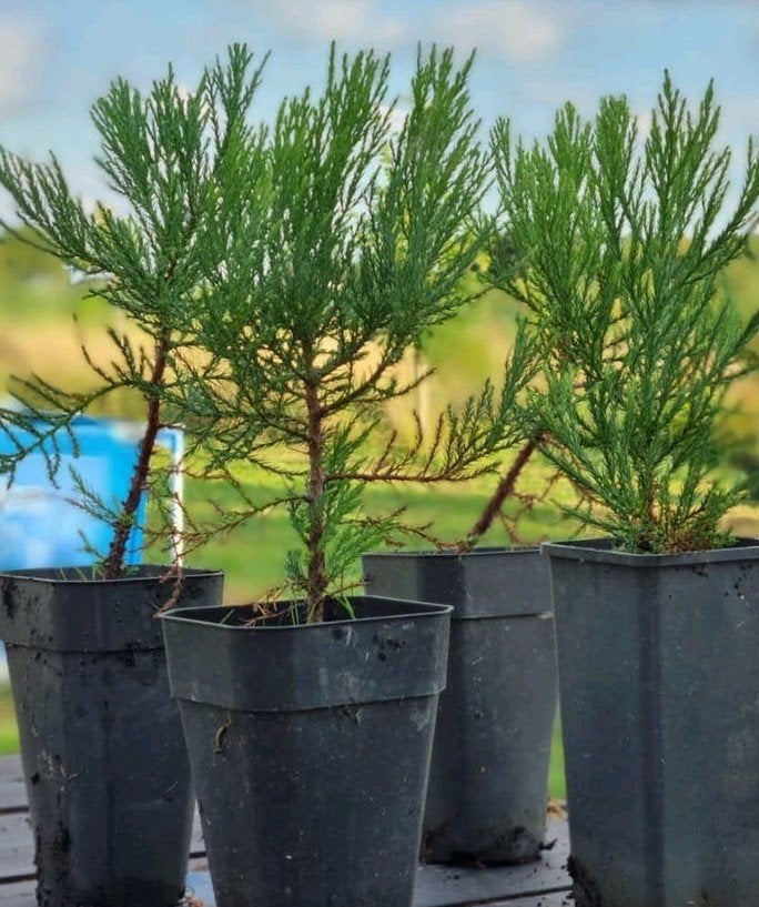 Mammoetboom / Sequoiadendron giganteum, 30cm, in pot
Sequoia, Tuin en Terras, Planten | Bomen, Bloeit niet, Overige soorten, Minder dan 100 cm