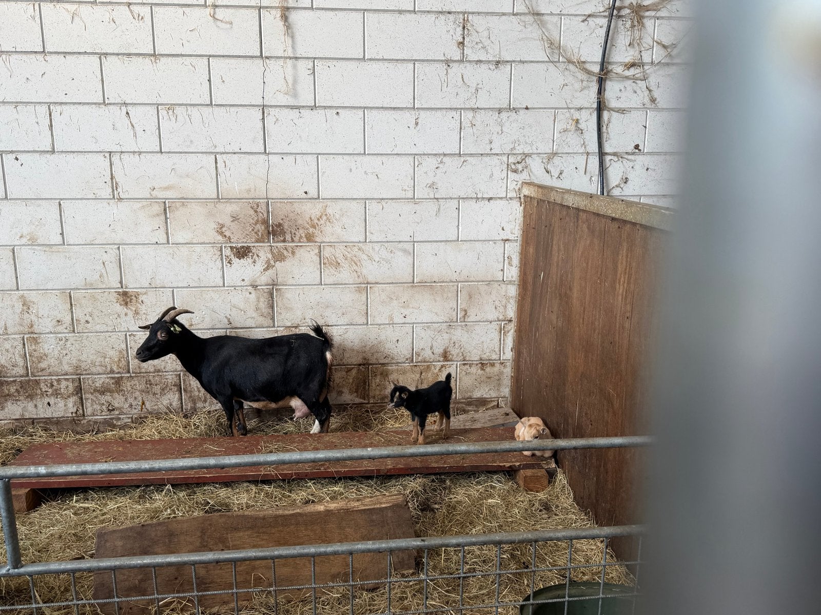 Dwerggeitjes, Dieren en Toebehoren, Schapen, Geiten en Varkens, Mannelijk, Geit