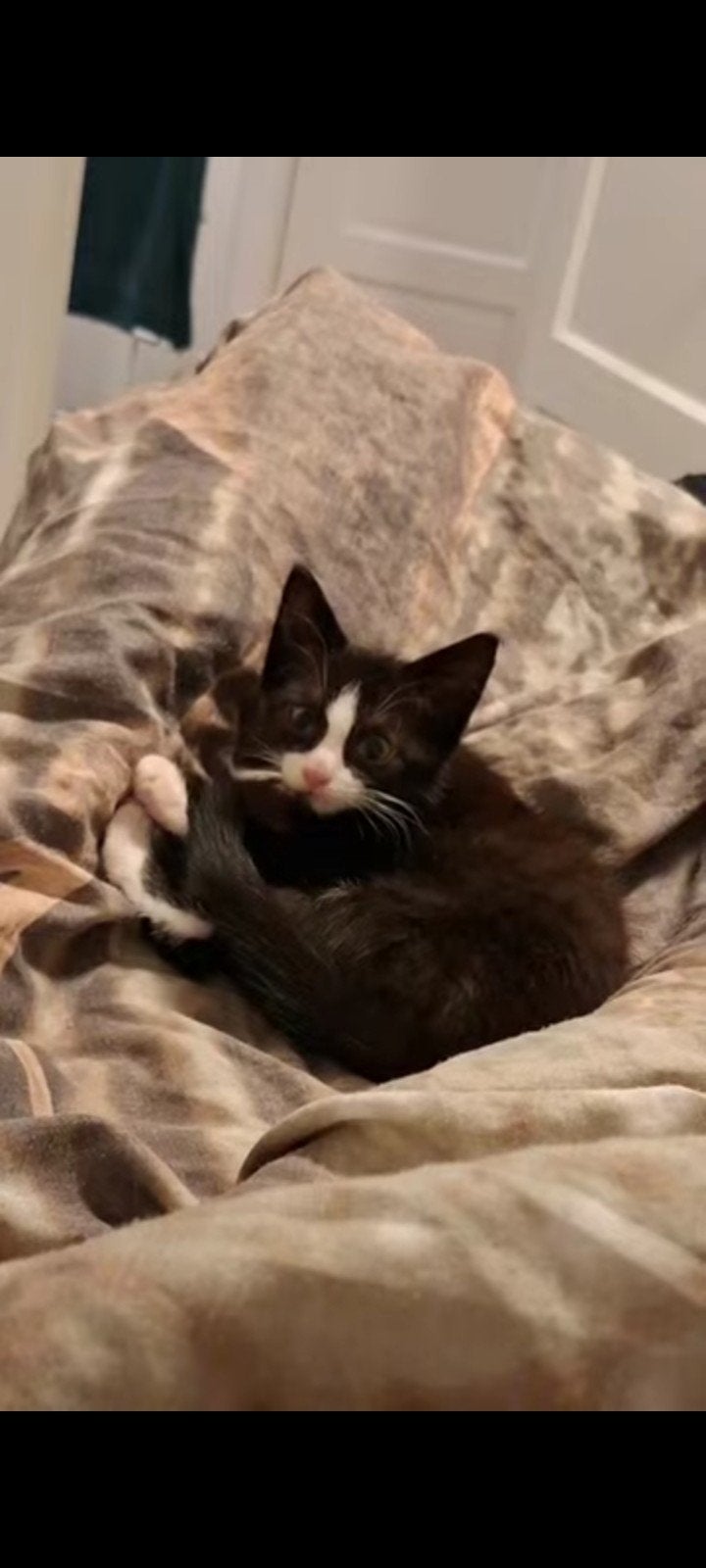 Lieve gekke ozzy tiener!, Kater
