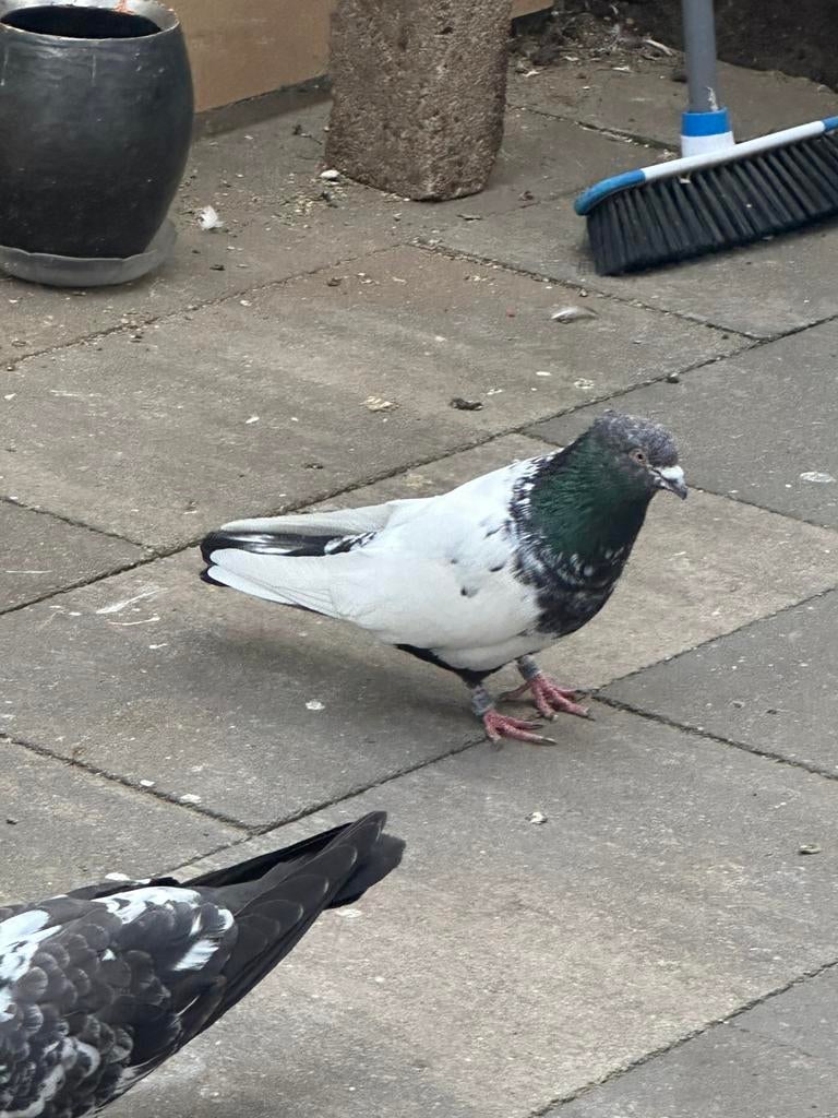 Iranse hoog vlieger, Dieren en Toebehoren, Meerdere dieren, Postduif