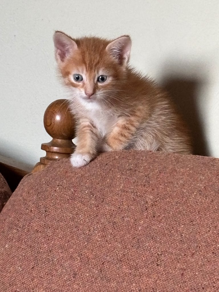 Kittens katertjes, Dieren en Toebehoren, Meerdere dieren, Kortharig, 0 tot 2 jaar