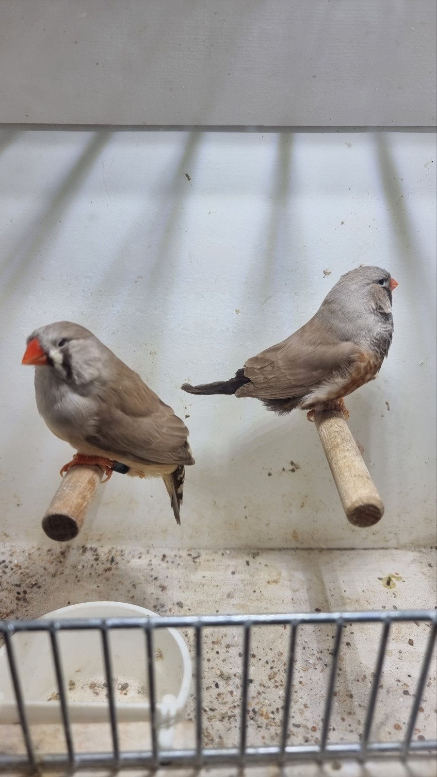te koop koppel charcoal bruin, Dieren en Toebehoren, Vogels | Overige Vogels, Meerdere dieren