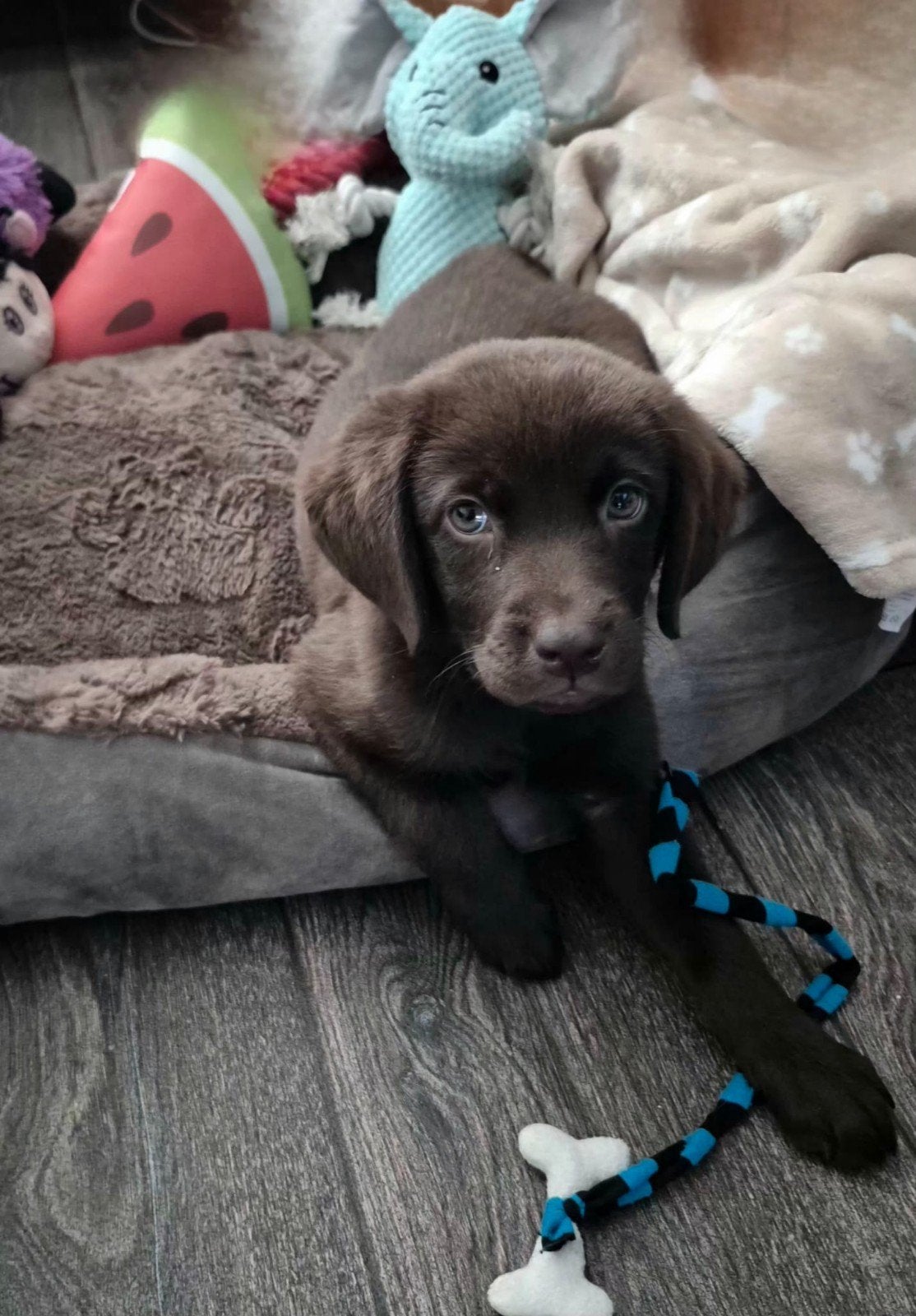 Prachtige labrador pups, Dieren en Toebehoren, Honden | Retrievers, Spaniëls en Waterhonden, Nederland, 8 tot 15 weken, Labrador retriever