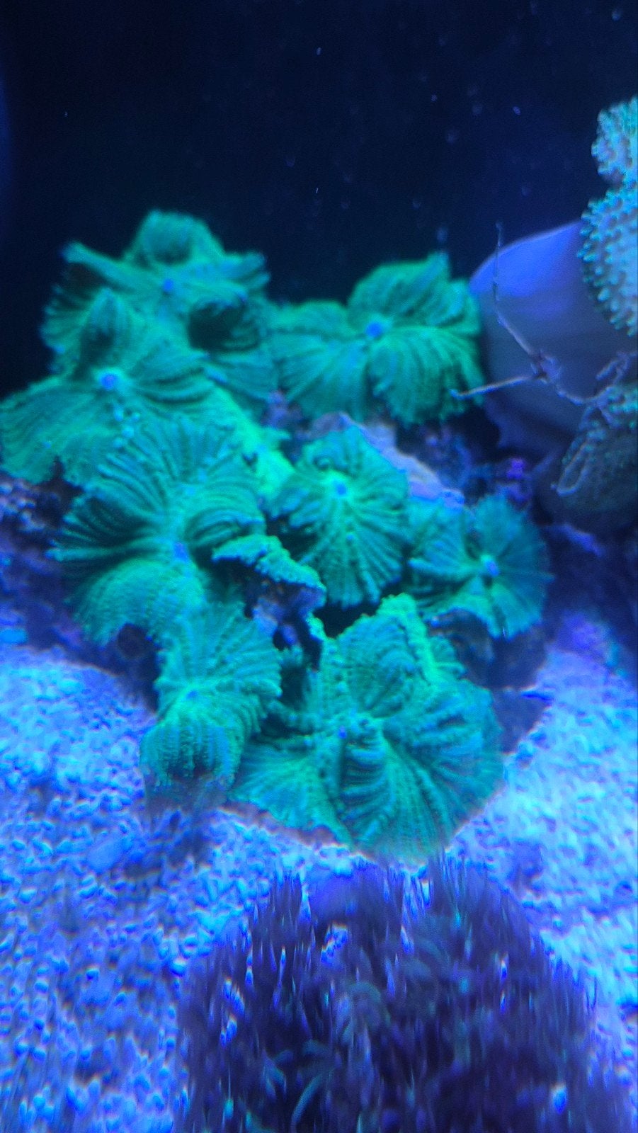 Rhodactis Groen (Groene oren koraal), Overige typen, Zoutwatervis