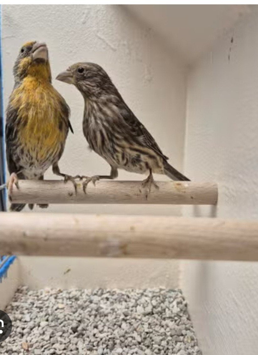 5 roodmussen koppeltje met 3 jongen, Dieren en Toebehoren, Meerdere dieren