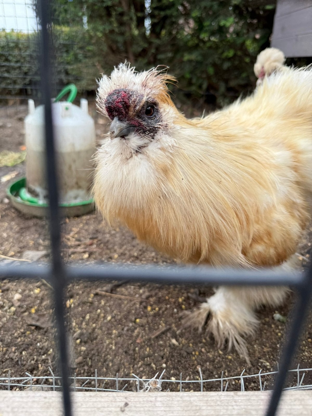 Zijdehoen usa haan, Dieren en Toebehoren, Mannelijk, Kip