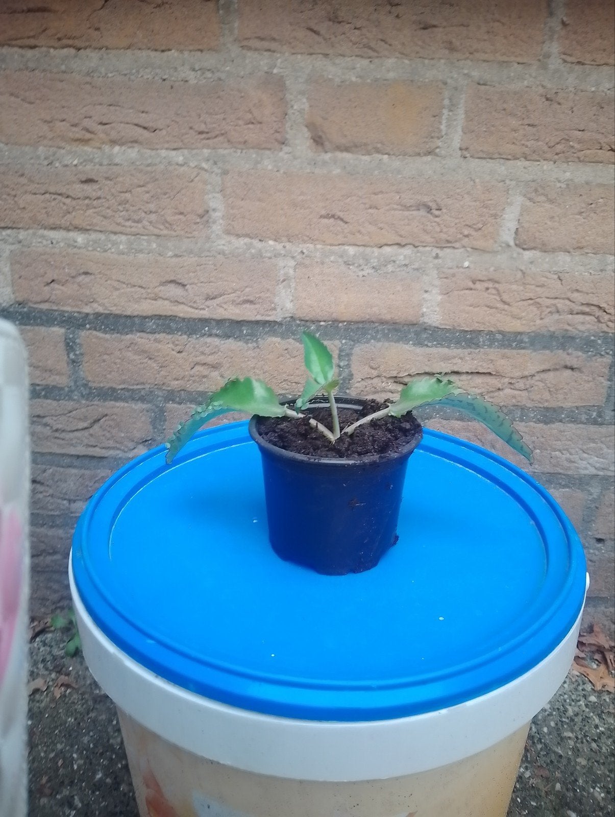 Kalanchoe daigremontiana - Moeder van Duizenden, Ophalen, Vetplant, In pot, Minder dan 100 cm