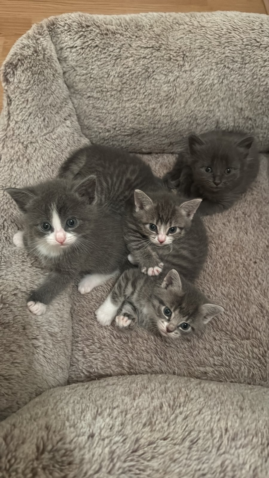 Kittens, Dieren en Toebehoren