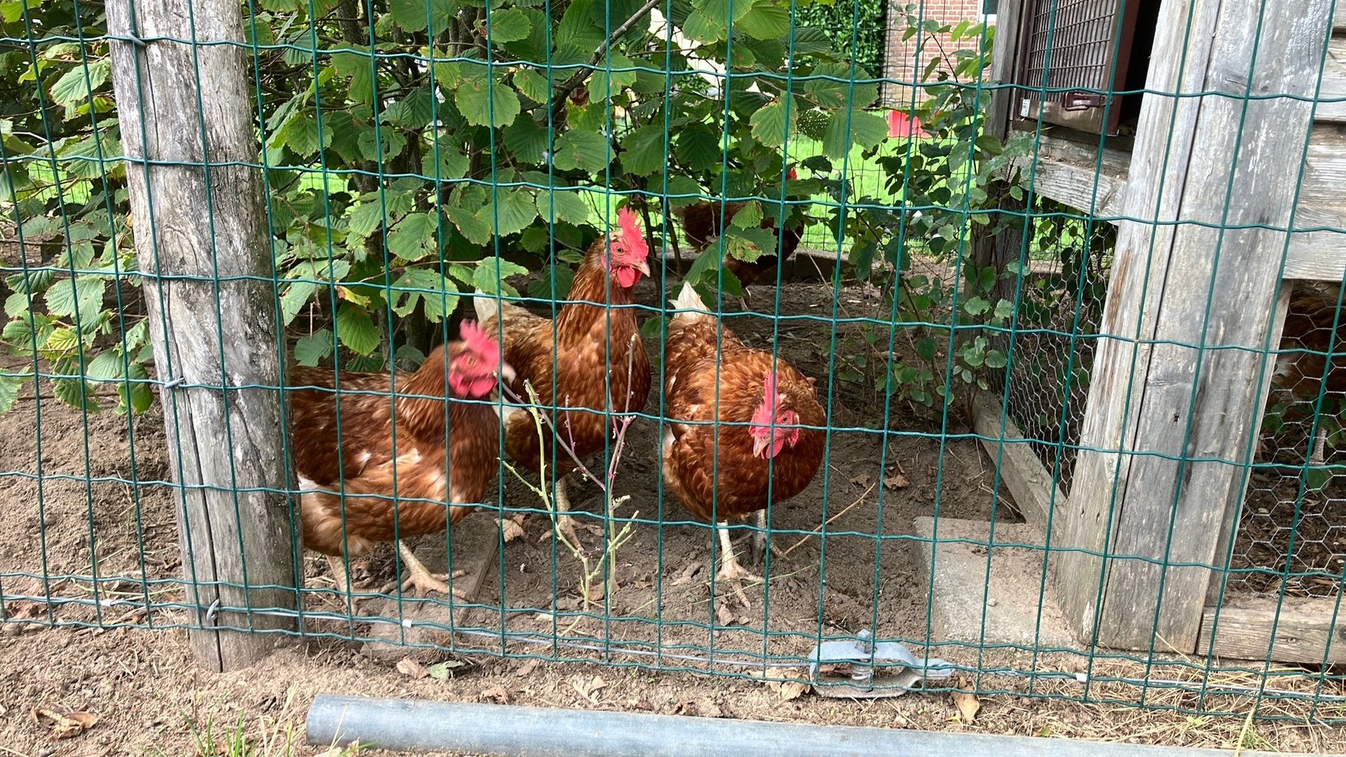 Leghennen, Dieren en Toebehoren, Pluimvee, Vrouwelijk, Kip
