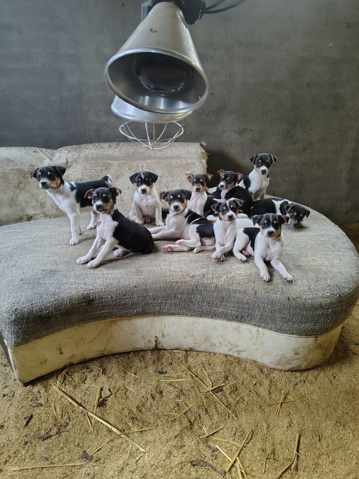 Boerenfox puppies pups, Overige rassen, 8 tot 15 weken, Parvo, Meerdere