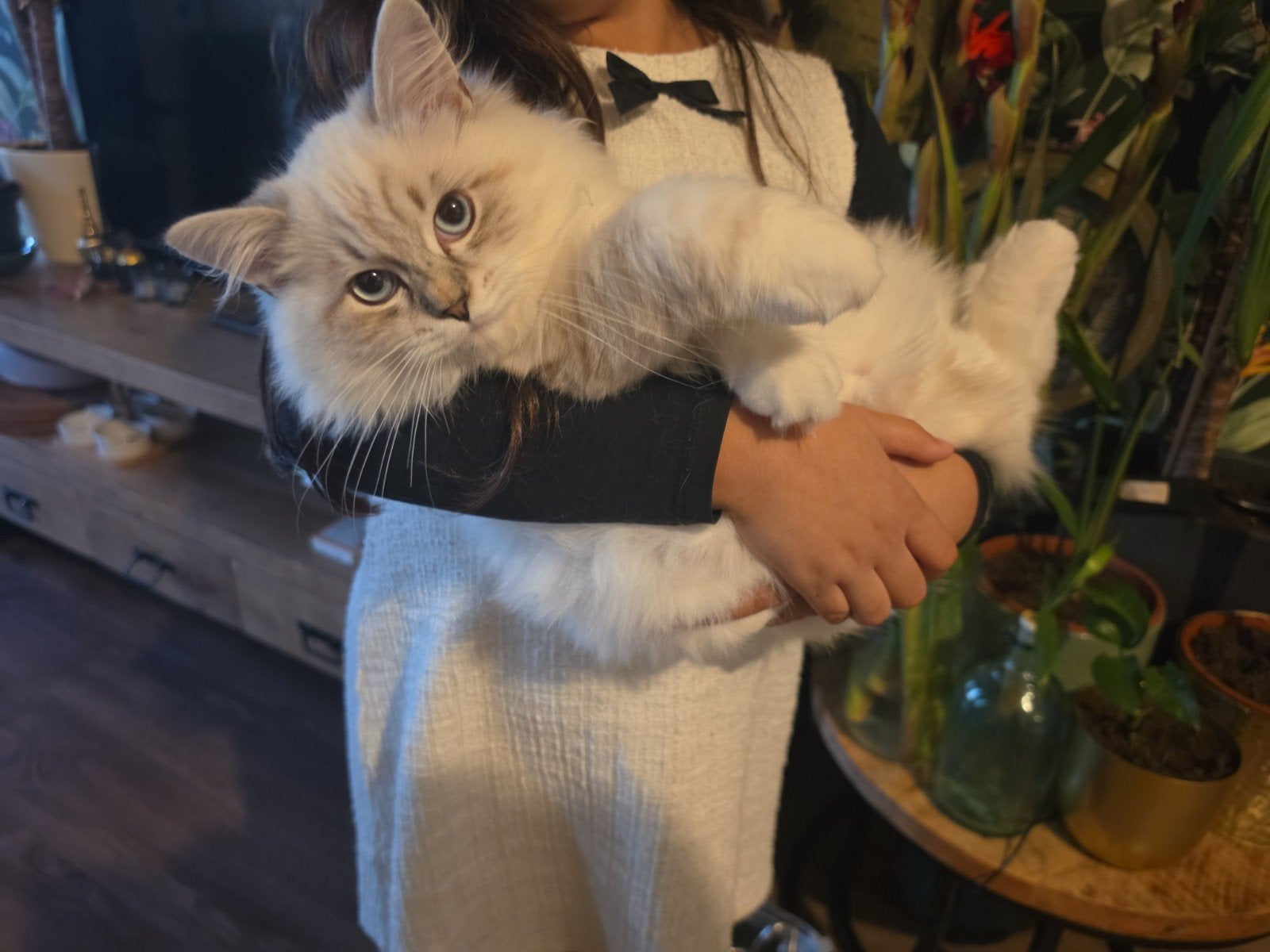 Ragdoll Blue Lynx Point Mitted kitten