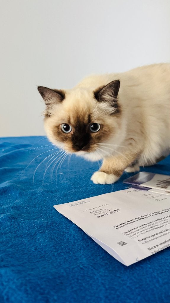 Britse korte haar& ragdoll, Poes, Met stamboom, 0 tot 2 jaar