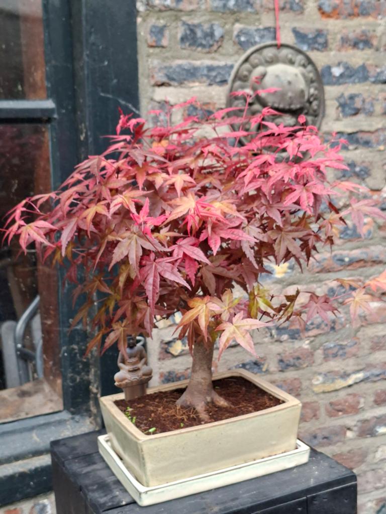 Bonsai, Ophalen, Bloeit niet, Halfschaduw, Overige soorten