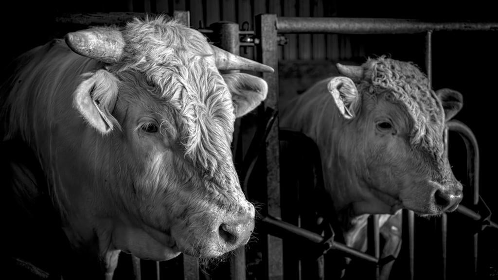 Charolais stamboek dekstieren  topafstamming, Dieren en Toebehoren, Runderen, Mannelijk