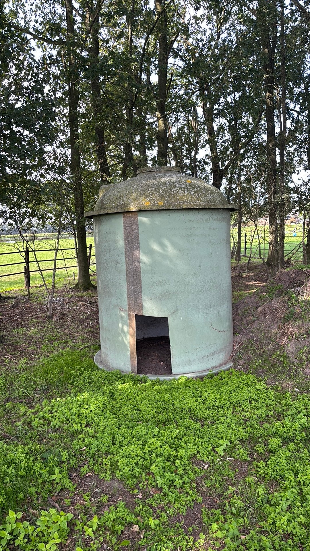 Tekoop, schuilhok voor kleinvee., Vrouwelijk, Schaap