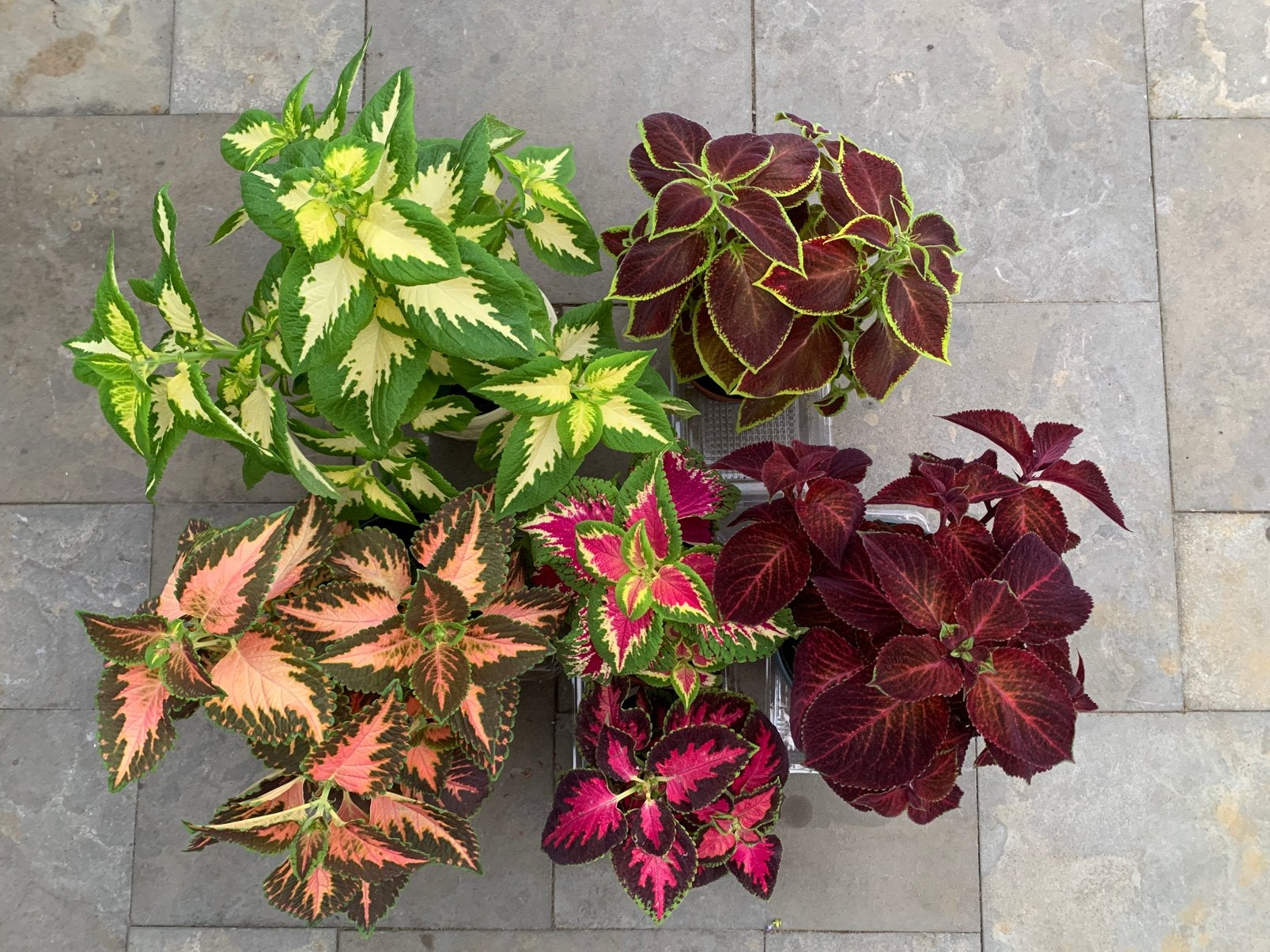 Mix coleusplanten, Ophalen of Verzenden, Halfschaduw, Minder dan 100 cm