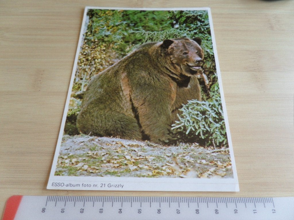 sticker esso foto #21 grizzly beer, Ophalen, Zo goed als nieuw