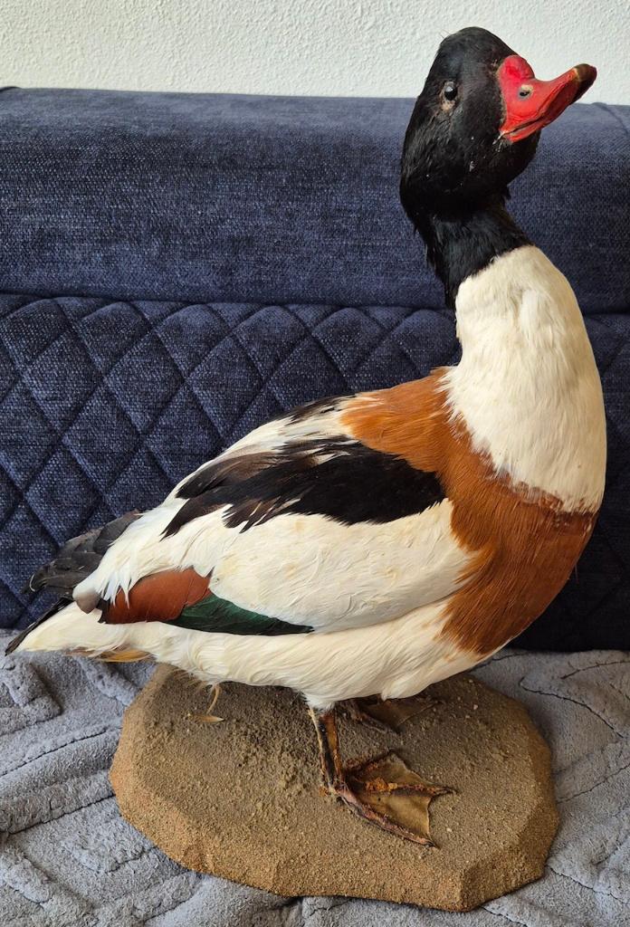 Opgezette bergeend met een voetring., Ophalen of Verzenden, Gebruikt, Vogel, Opgezet dier