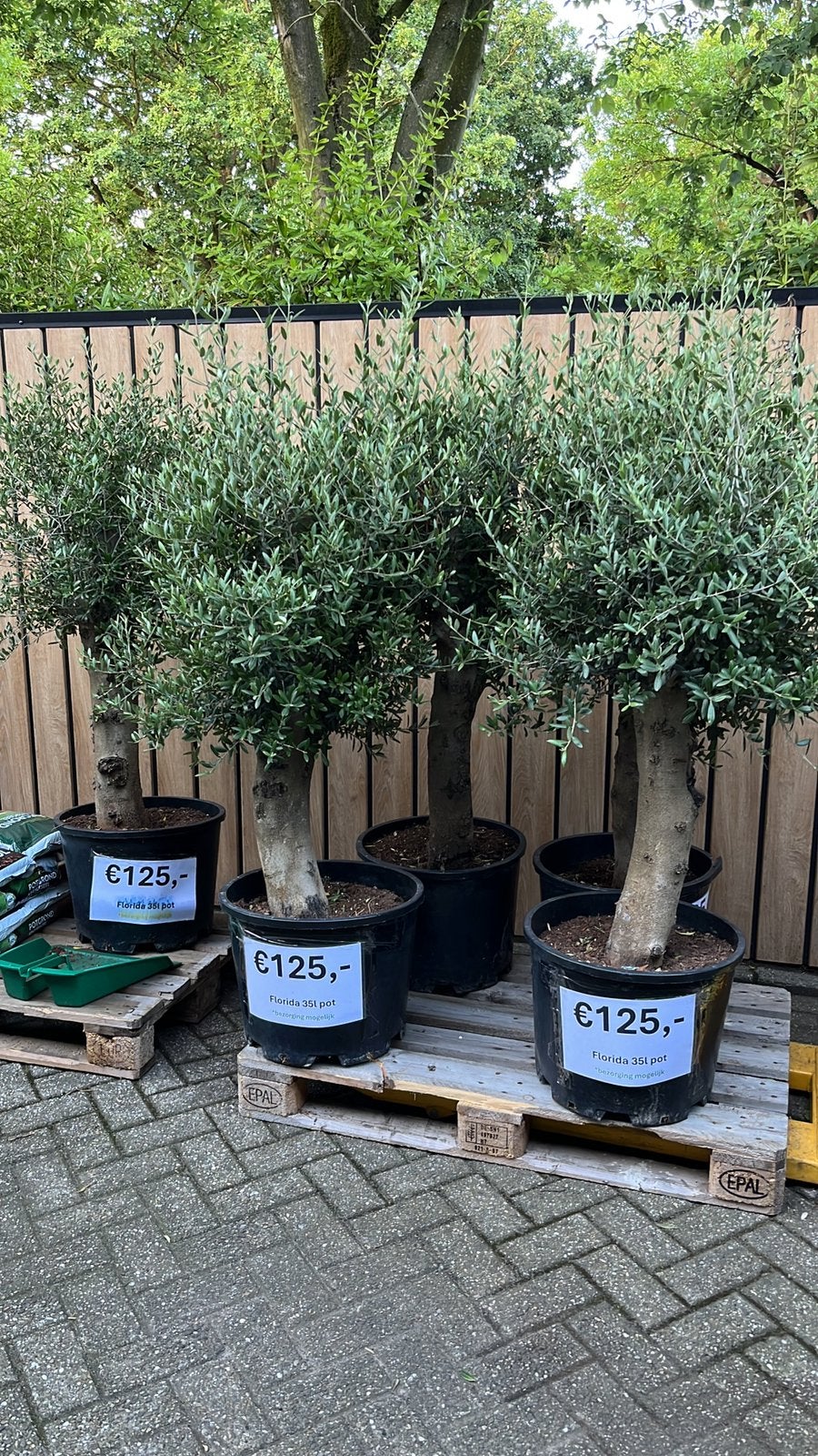 Olijfboom Florida 40l pot, 100 tot 250 cm, Olijfboom, Zomer, Ophalen