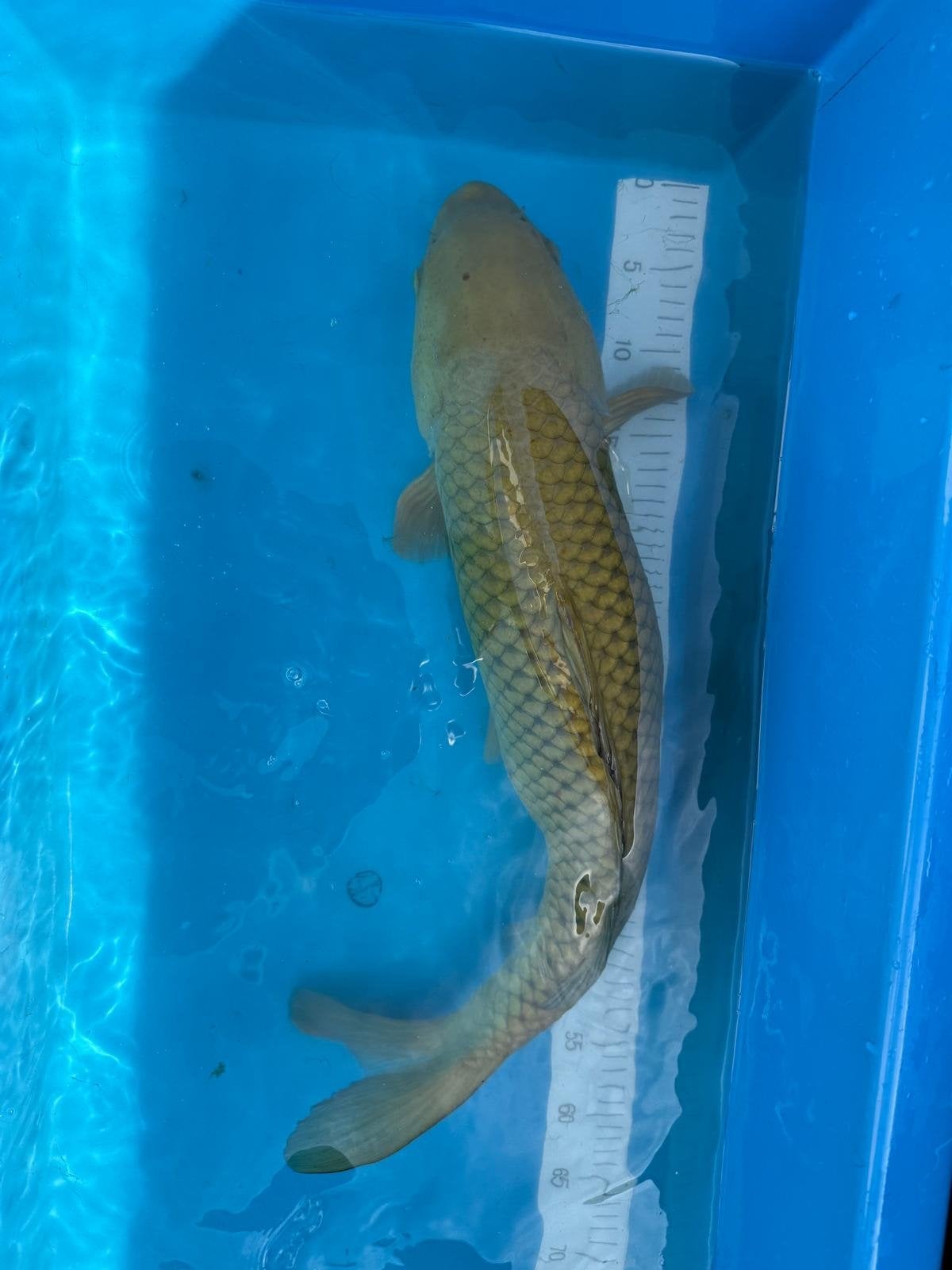 Prachtige chagoi handtam, Karper of Koi