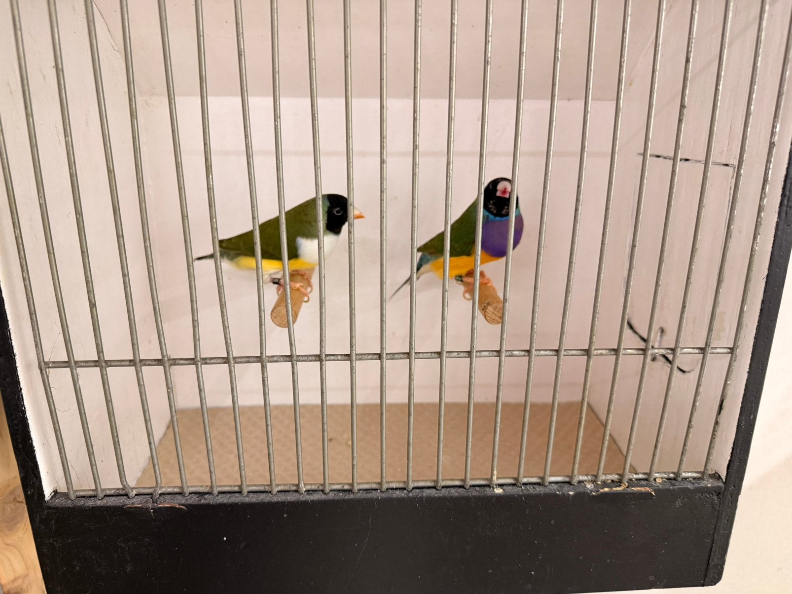 Koppel gouldamadines zwartkop paarsborst x zwartkop witborst, Meerdere dieren, Tropenvogel, Geringd