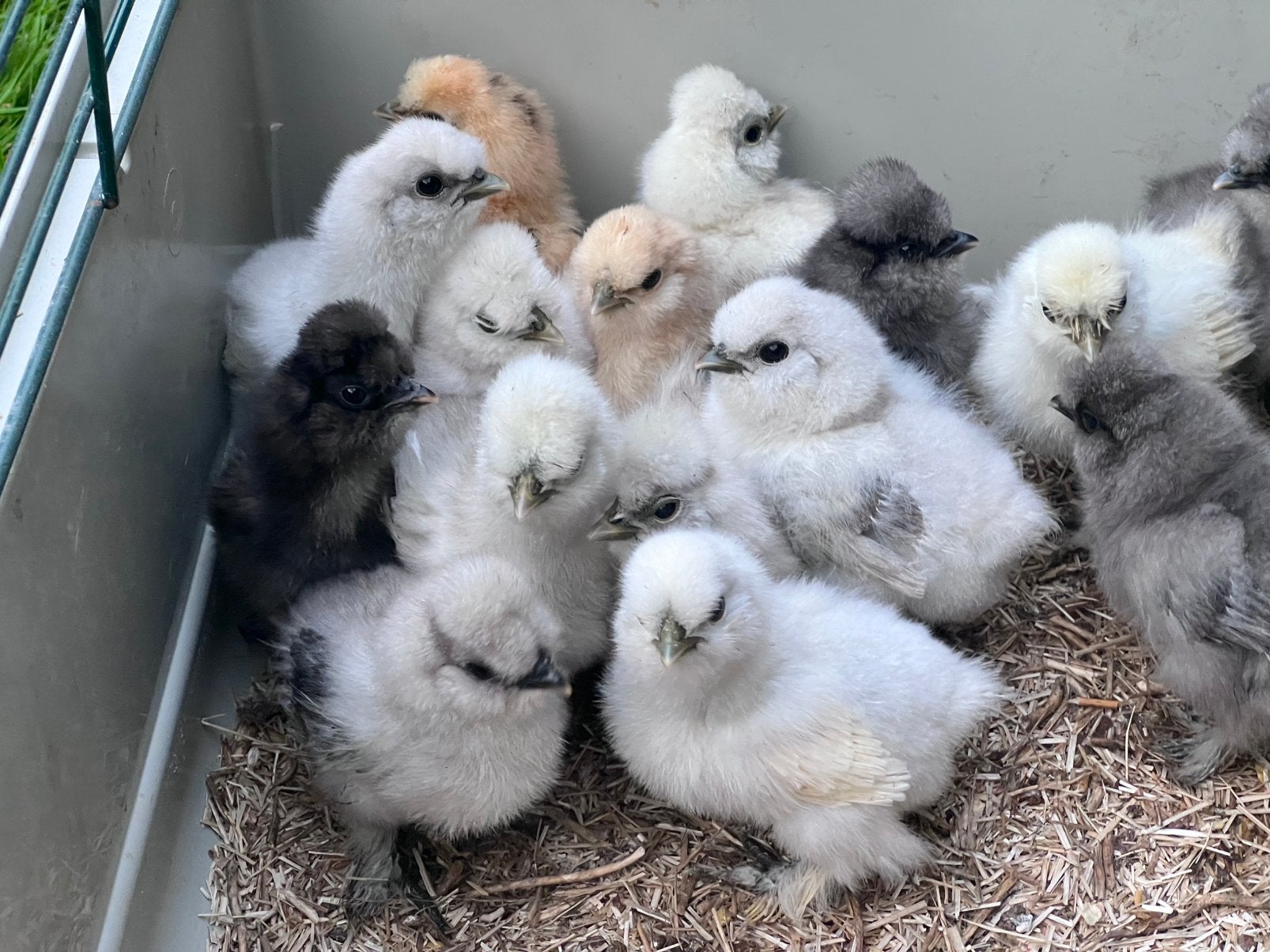 Prachtige TOP USA  zijdehoen BROEDEITJES OF KUIKENTJES, Dieren en Toebehoren, Pluimvee, Vrouwelijk, Kip