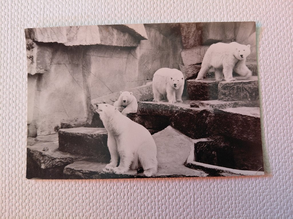 IJsberen, Noordpool gebieden, gelopen, fotokaart., Verzamelen, Ansichtkaarten | Dieren, Verzenden, 1940 tot 1960, Gelopen, Wild dier