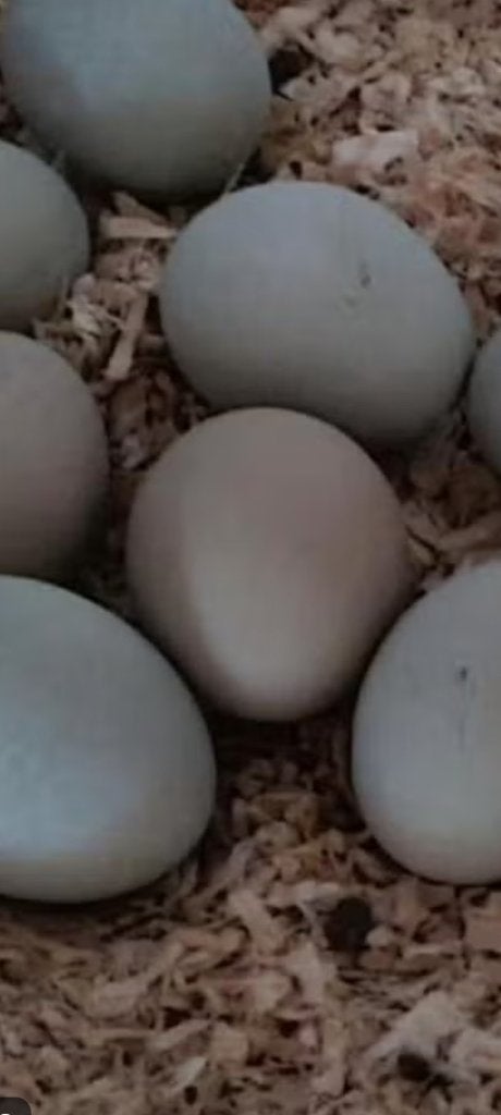 Groenblauwe Broed eieren Zuiver Araucana, Geslacht onbekend, Kip