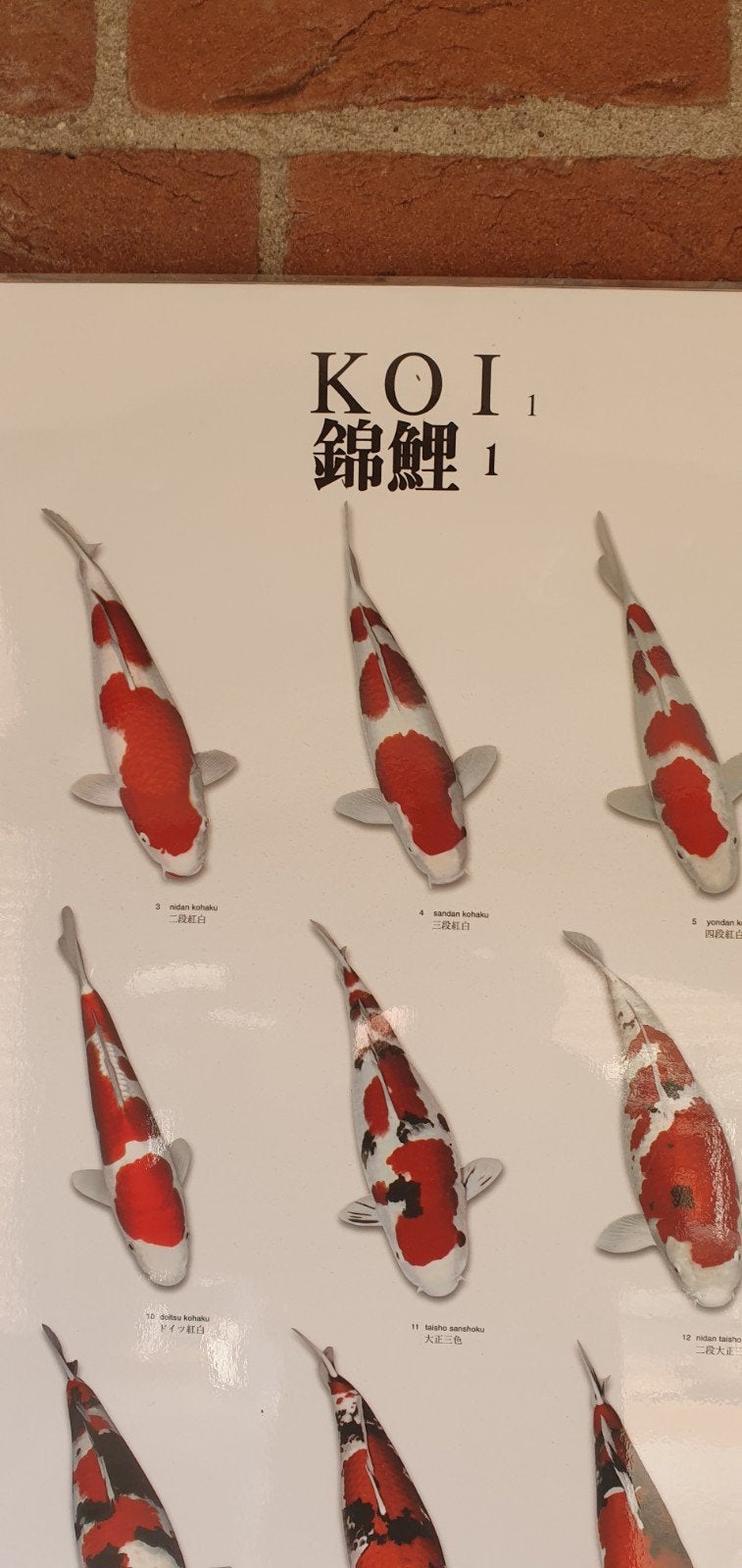 posters van carpers, Watersport en Boten, Ophalen of Verzenden
