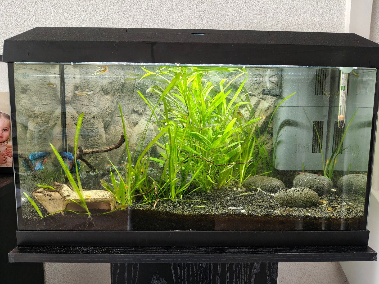 Juwel Aquarium Primo 60L + Aquarium kast, Ophalen, Gebruikt, Leeg aquarium, Verwarming