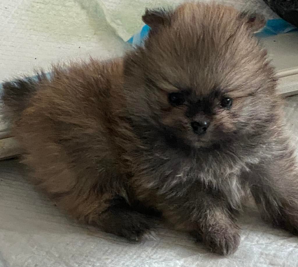 Pomeriaan pup, Parvo, Keeshond, Reu, 8 tot 15 weken