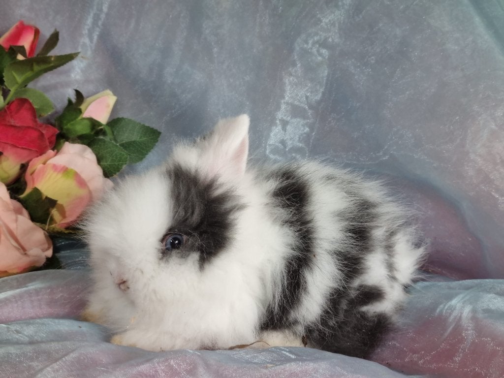Teddy dwerg baby konijn rammetje, Dieren en Toebehoren, Konijnen, Mannelijk, Dwerg, 0 tot 2 jaar
