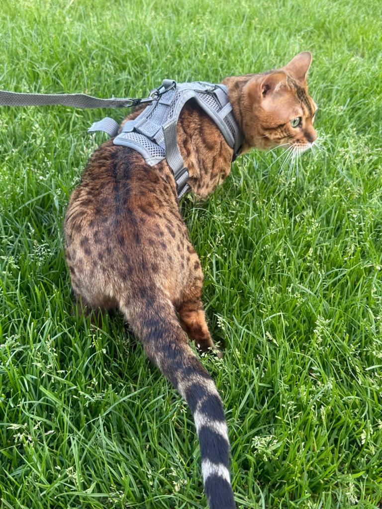 Prachtige Brown Tabby Bengaal Kater + Accessoires, Kater