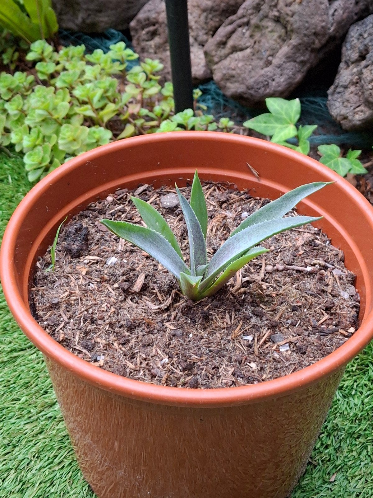 agave, Volle zon, Vaste plant, Bloeit niet, Ophalen