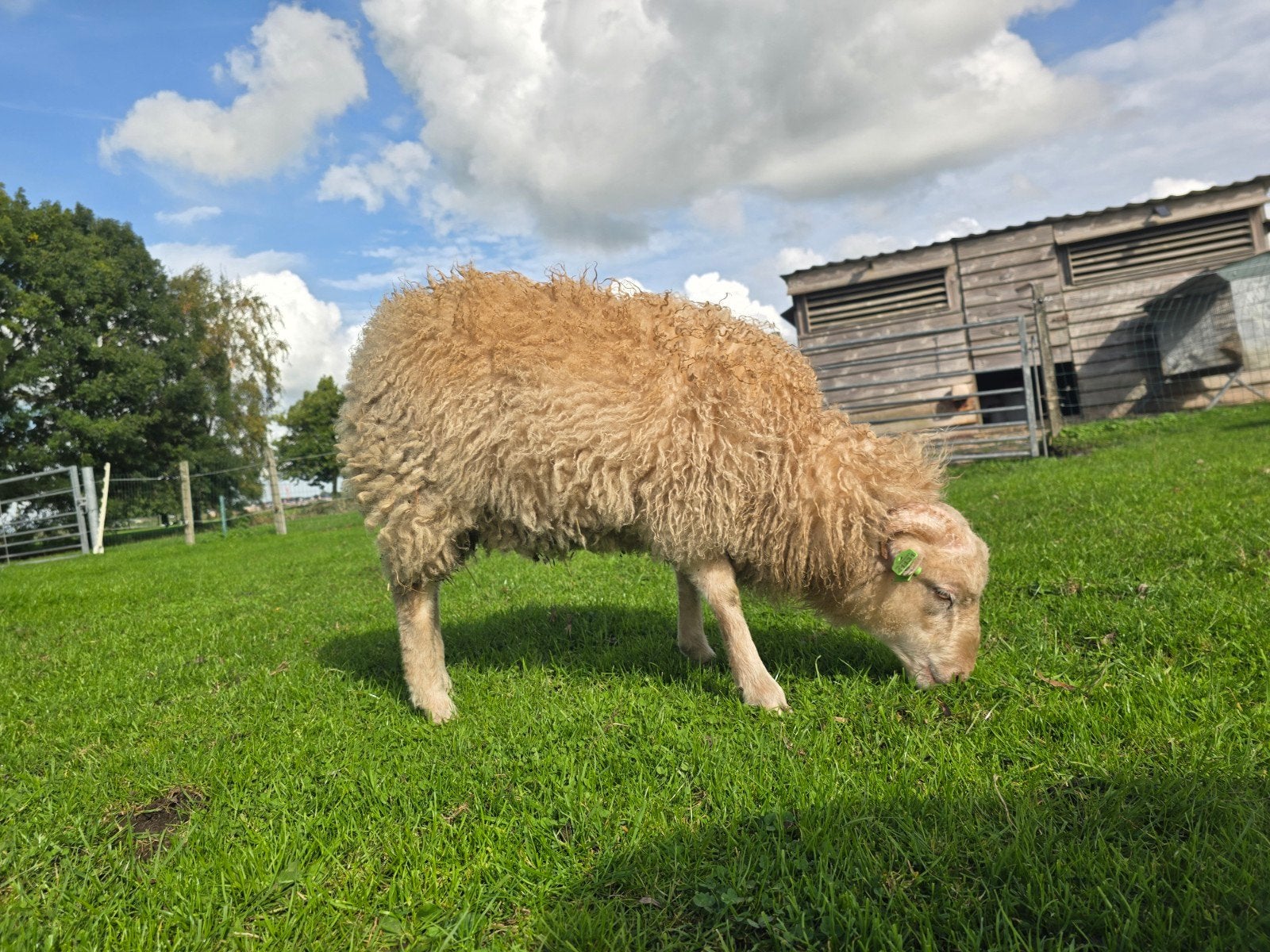 Lief Ouessant ram lam 2026, Mannelijk, Schaap, 0 tot 2 jaar