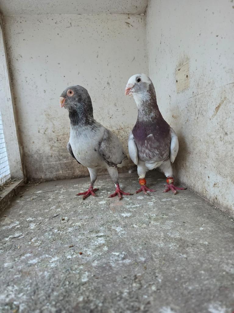 Mooie koppel duiven, Meerdere dieren, Overige soorten