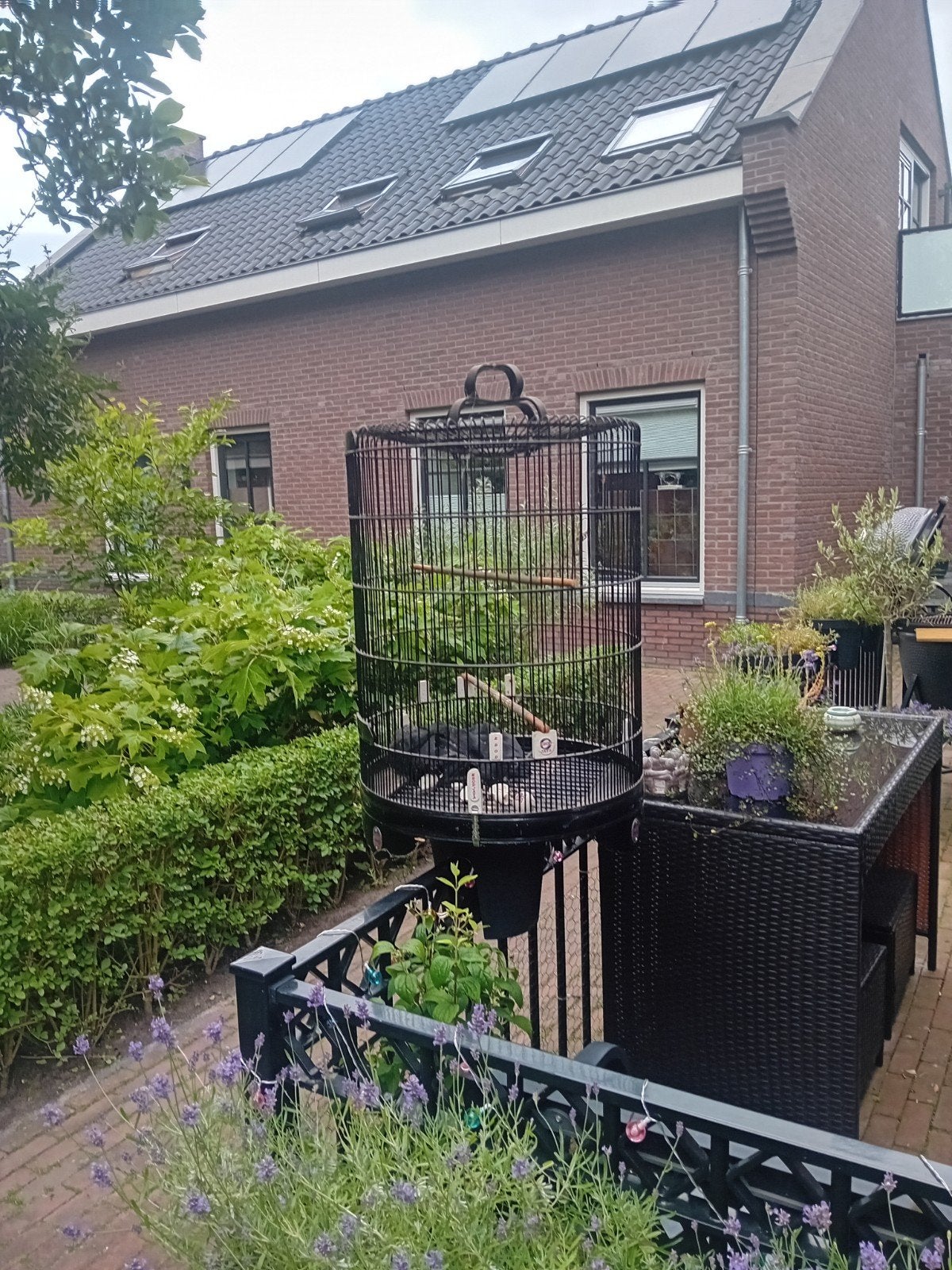 Zangkooi schamalijster, Ophalen of Verzenden, Zo goed als nieuw, Overige typen, Minder dan 2 meter